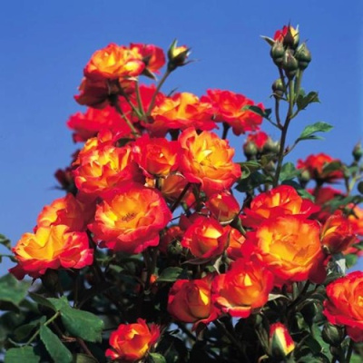 Роза ТАЙФУН спрей в Семее