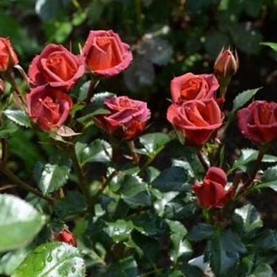 Роза ЧОКОЧИНО спрей в Семее