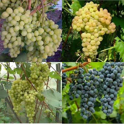 Комплект ВИНОГРАДНАЯ РАДУГА в Семее