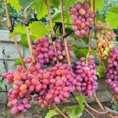 Виноград ДЫНЬКА в Семее