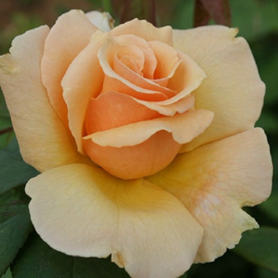 Роза МЕДАЛЬОН чайно-гибридная в Семее