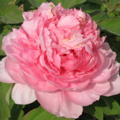 Пион ИМПЕРАТОРСКАЯ НАЛОЖНИЦА древовидный в Семее