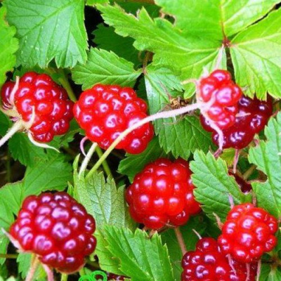 Княженика МЭСПИ в Семее