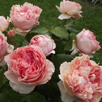 Роза ФИЛИНГ чайно-гибридная в Семее