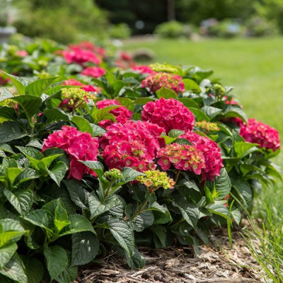 Гортензия ЭНДЛЕСС САММЕР ЛАВ крупнолистная в Семее