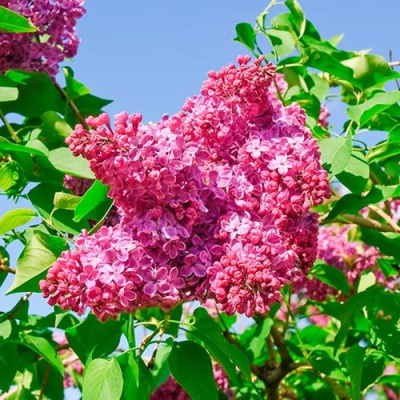 Сирень КРАСНАЯ МОСКВА в Семее