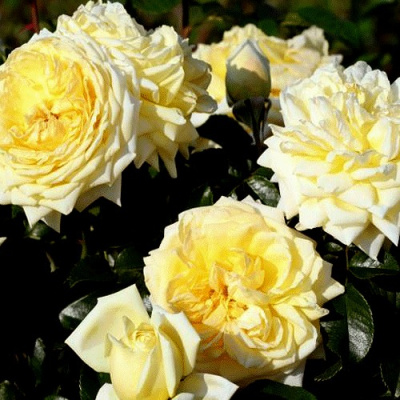 Роза НАДЯ МЕЙДИЛАНД почвопокровная в Семее