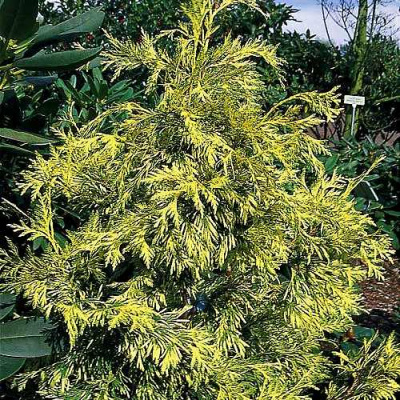 Туя ЗЕБРИНА ЭКСТРА ГОЛД складчатая в Семее