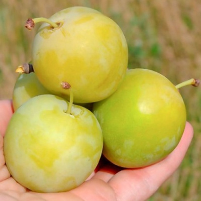 Слива РЕНКЛОД ранний в Семее