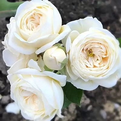 Роза АРТЕМИС шраб в Семее