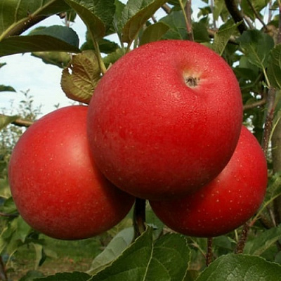 Яблоня БОГЕМИЯ в Семее