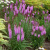 Лиатрис РОЗЕА колосковая в Семее