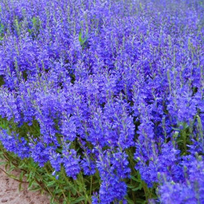 Вероника австрийская в Семее