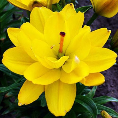 Лилия ЙЕЛЛОУ БЕЛЛИЗ азиатская махровая в Семее