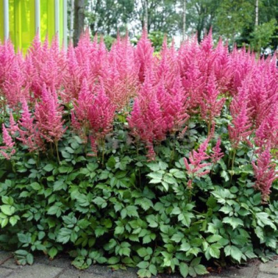 Астильба ВИЖНС ИН ПИНК китайская в Семее
