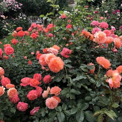 Роза БЕЛЬВЕДЕР шраб в Семее