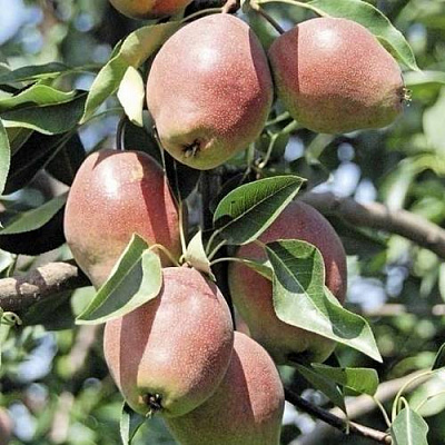 Груша КИРГИЗСКАЯ ЗИМНЯЯ в Семее