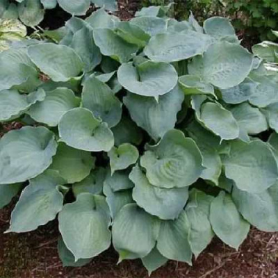 Хоста МУНЛАЙТ СОНАТА гибридная в Семее