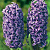 Гиацинт АТЛАНТИК садовый в Семее