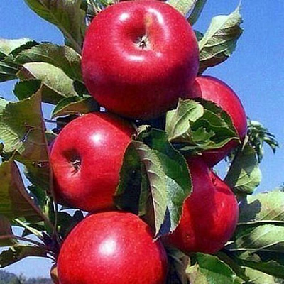 Колонновидные яблони в Семее