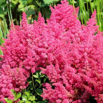 Астильба САННИ ДЕЙ гибридная в Семее