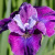 Ирис СИ Я ЛЕЙТЕР сибирский в Семее
