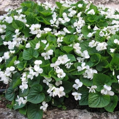 Фиалка АЛЬБИФЛОРА сестринская в Семее