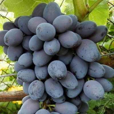 Черный виноград в Семее