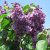 Сирень ВИОЛЕТТА в Семее