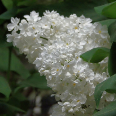 Сирень РУССКИЙ СЕВЕР в Семее