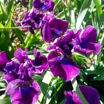 Ирис БАНДЛ ОВ ДЖОЙ сибирский в Семее