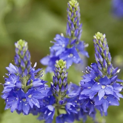 Вероника австрийская в Семее