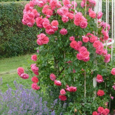 Роза РОЗАРИУМ ЮТЕРСОН плетистая в Семее