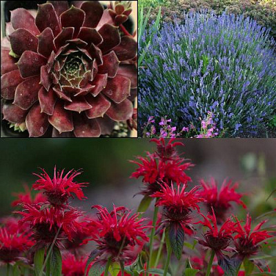 Комплект ФИОЛЕТОВОЕ ВДОХНОВЕНИЕ в Семее