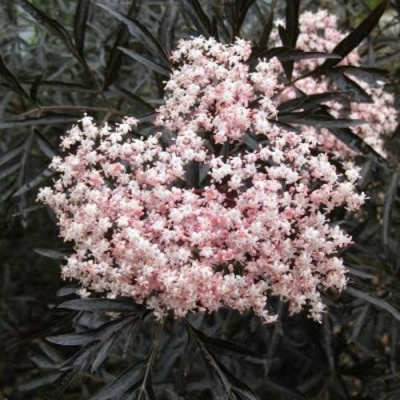 Бузина черная БЛЭК ЛЕЙС ЕВА в Семее