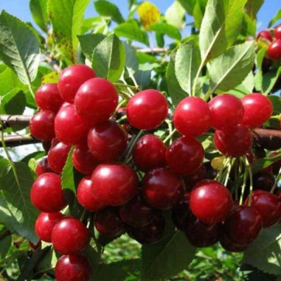 Вишня ЛЮБСКАЯ в Семее