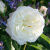 Роза АЛАБАСТЕР флорибунда в Семее