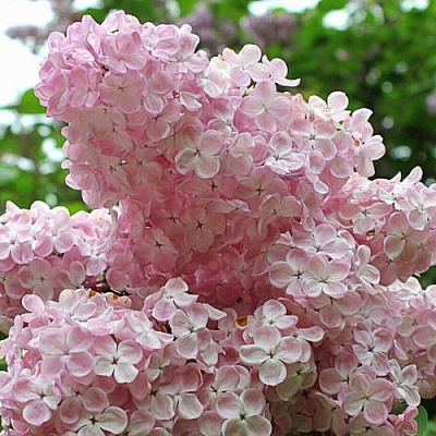 Сирень ВЕЧЕРНИЙ ЗВОН в Семее