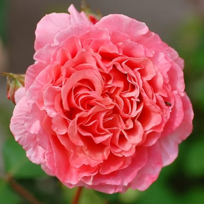 Роза ЛОРАН КАБРОЛЬ шраб в Семее