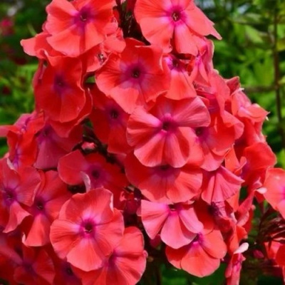 Флокс ТЕКИЛА САНРАЙЗ метельчатый в Семее