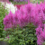 Астильба АМЕТИСТ Арендса в Семее