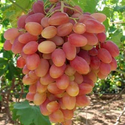 Виноград КСЕНИЯ (АНЖЕЛИКА) в Семее