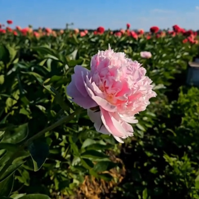 Пион ИМПЕРАТОРСКАЯ НАЛОЖНИЦА древовидный в Семее