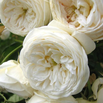 Роза АРТЕМИС шраб в Семее