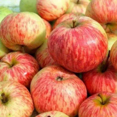 Яблоня РАНЕТКА (КОРОБОВКА) в Семее