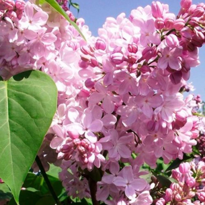 Сирень АДЕЛИНА в Семее