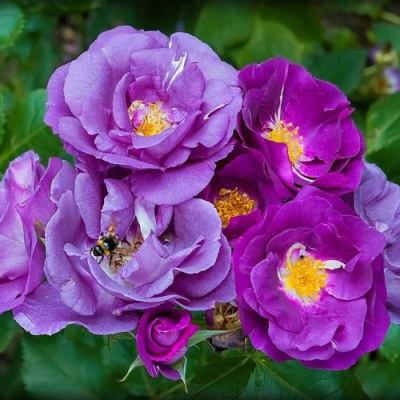 Роза РАПСОДИЯ ИН БЛЮ шраб в Семее