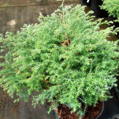 Кипарисовик СКВАРРОЗА горохоплодный в Семее