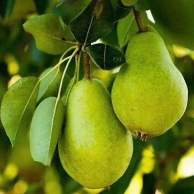 Груша СЕВЕРЯНКА колонновидная в Семее