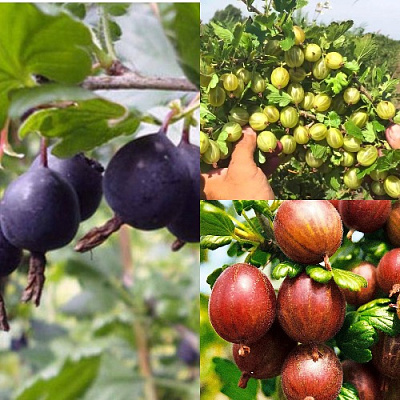 Комплект КРЫЖОВНИК MIX в Семее